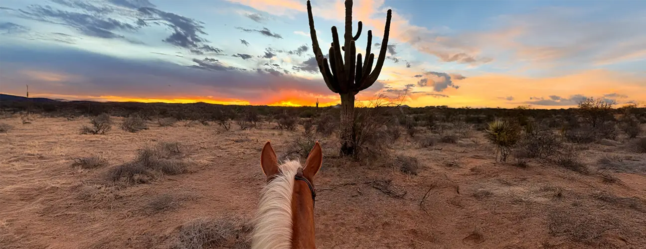 Brad Barkemeyer Reining Horses - Image 3