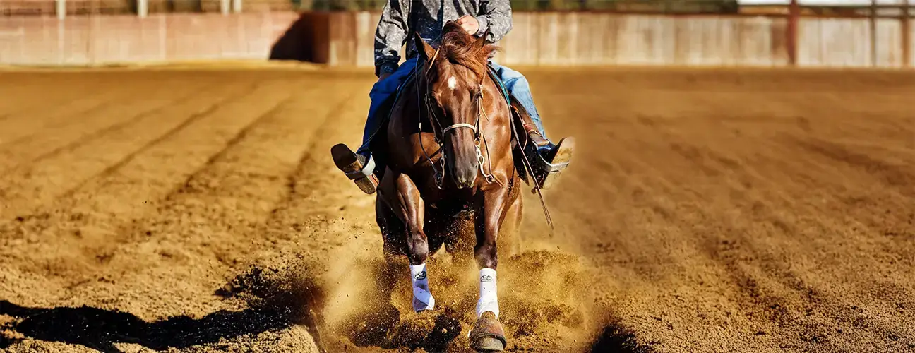 Wade McDonald Reining Horses - Image 3