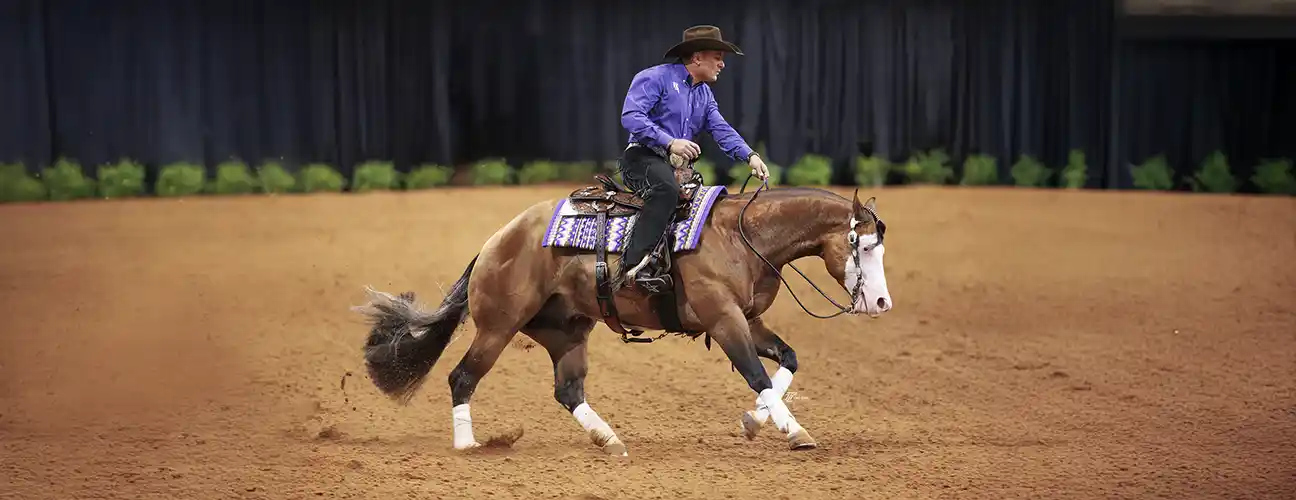 Fappani Performance Horses - Image 2