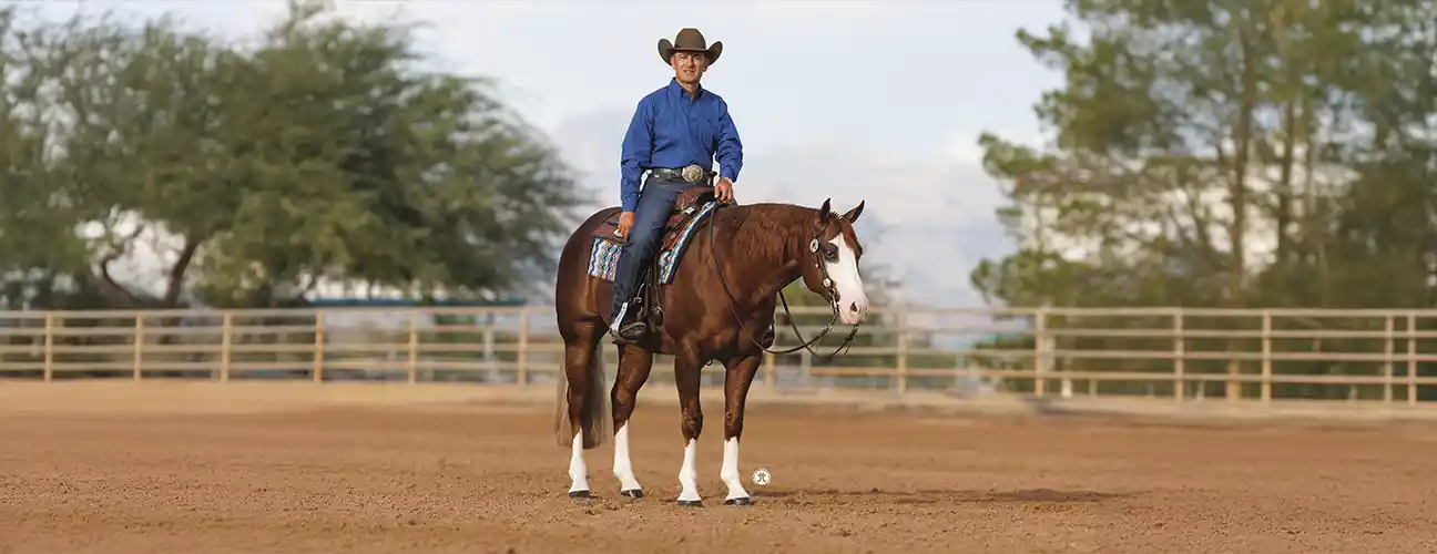 Fappani Performance Horses - Image 1